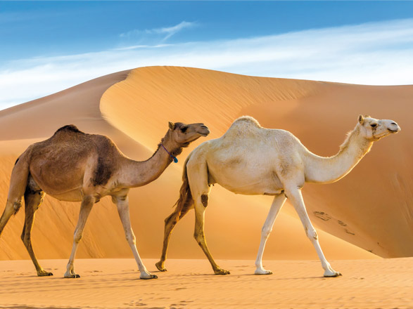 Escale Emirats Arabes Unis (Khor Fakkan)